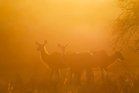Greater Kudus