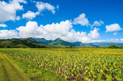 Taro fields near Hanalei on the island of Kauai