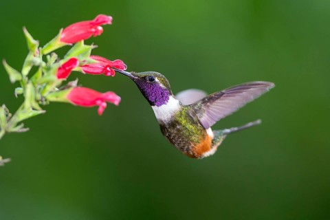 Purple-throated woodstar