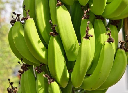 Bananas