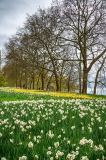 Blooming white and yellow wild daffodils