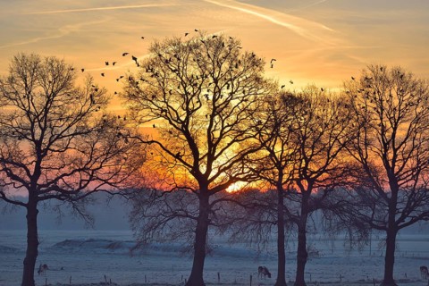 Leafless trees at sunrise with flock of wood pigeons