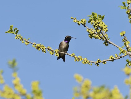 Black-chinned Hummingbird