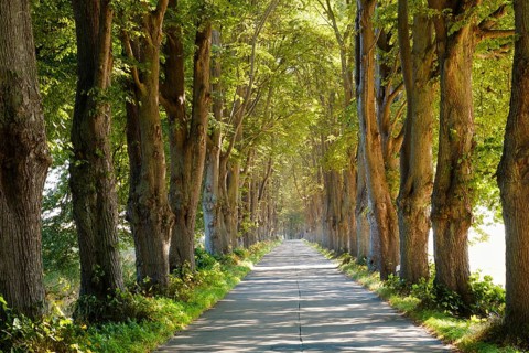 Linden avenue