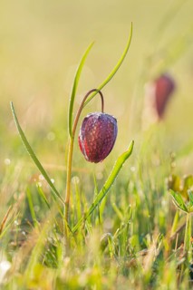 Snake's Head Fritillary