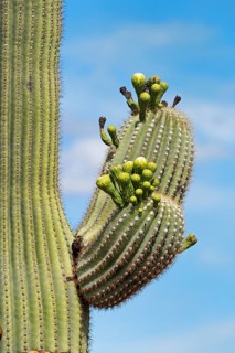 Saguaro Cactus
