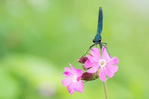 Beautiful demoiselle