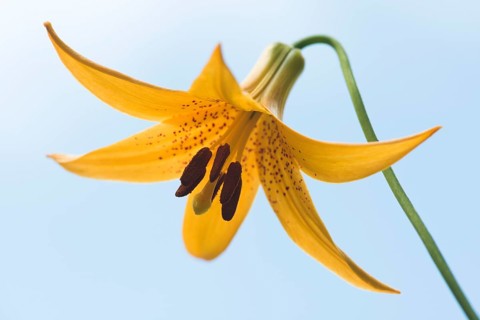 Wild yellow lily