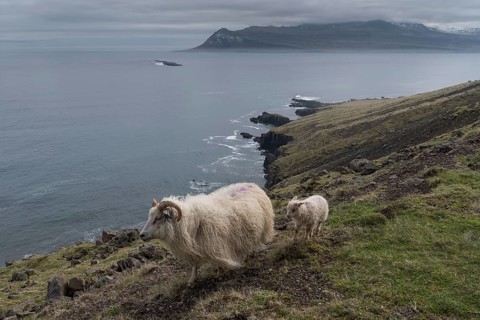 Ewe and lamb