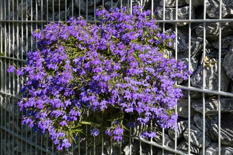 Blue Lobelia