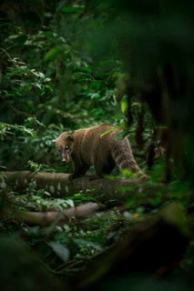 Ring-tailed coati
