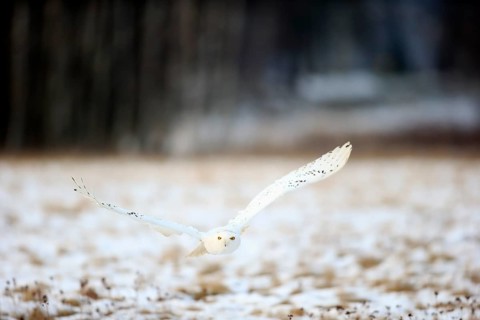 Snowy Owl