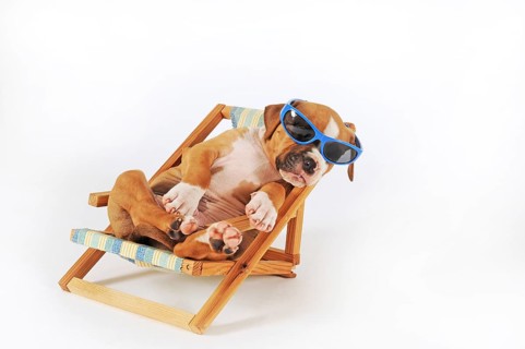 American Staffordshire Terrier