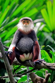 Red-shanked douc