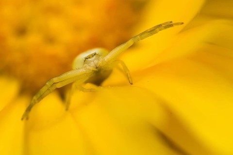 Goldenrod crab spider