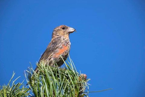 Common crossbill