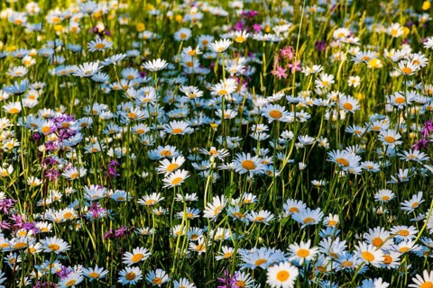 Sea of blossoms