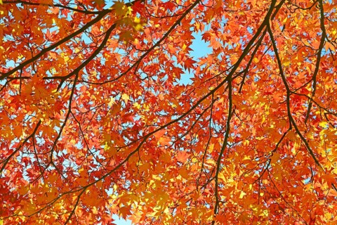 Autumnally discoloured red leaves