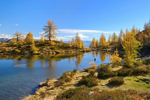 Larches