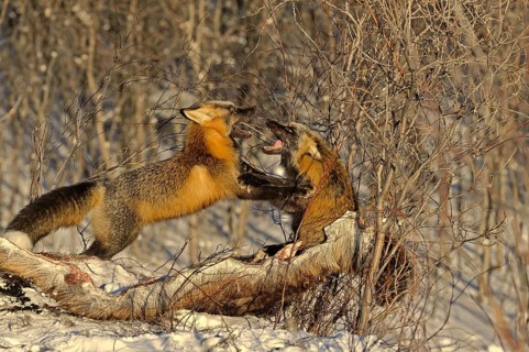 Two cross foxes