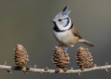 Crested tit