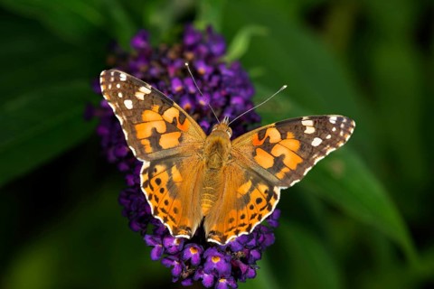 Painted lady or cosmopolitan