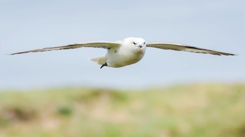 Northern fulmar