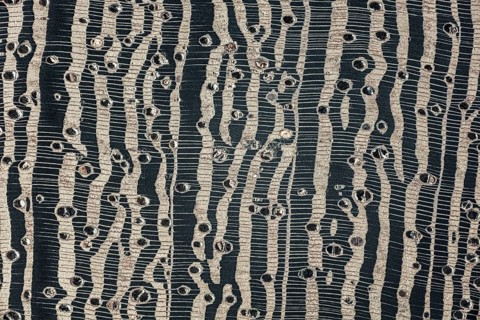 Photomicrograph