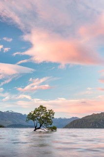 Single tree standing in the water