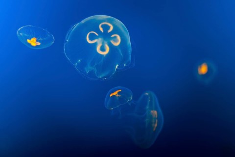 Jellyfish