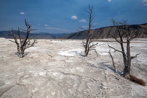 Dead trees standing in mineral deposits