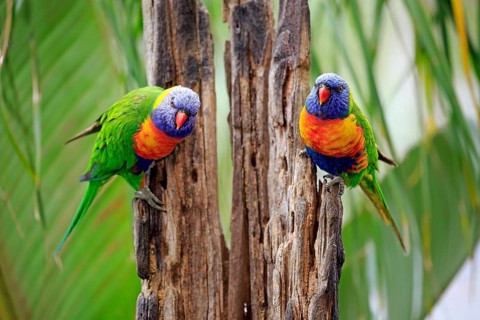 Rainbow Lorikeet
