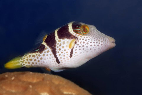 Valentin's sharpnose puffer