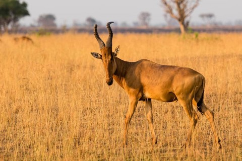 Jackson's hartebeest