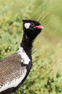 Northern Black Korhaan