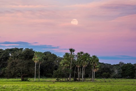 Landscape with moriche palm trees in the southern Pantanal