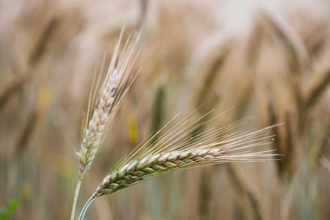 Triticale ears