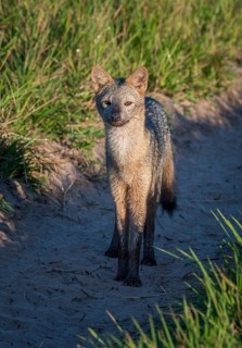 Hoary fox