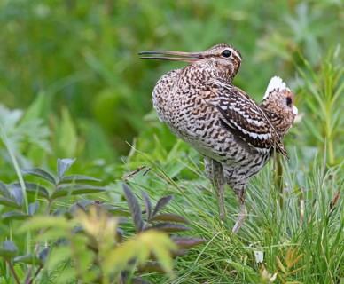 Great snipe