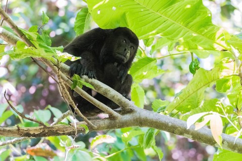 Howler Monkey