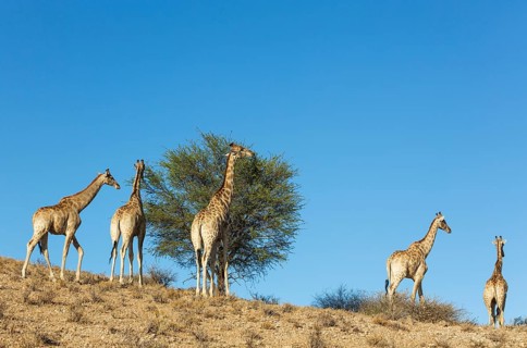 Southern Giraffes