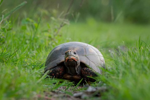 Red-footed tortoise