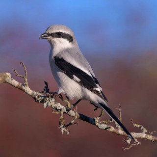Great Grey Shrike