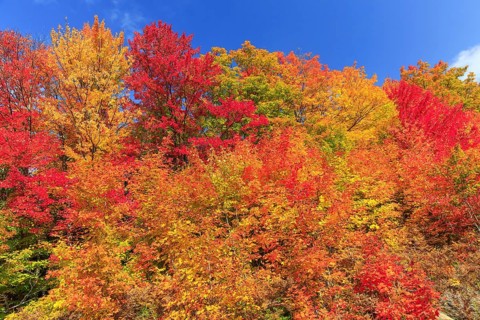 Autumn colors