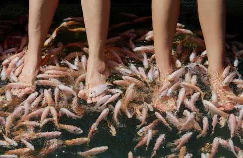 Many fishes cleaning feet