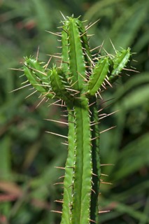 Euphorbia