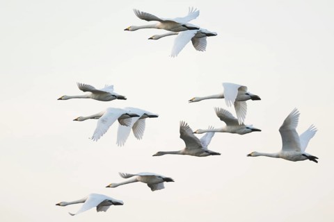 Bewick's swans