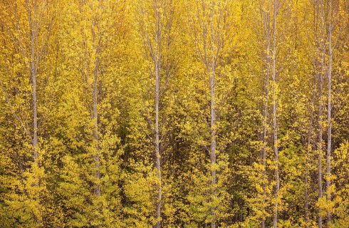 Yellow aspens