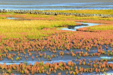 Glasswort
