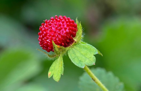 Fruit of Wild Strawberry